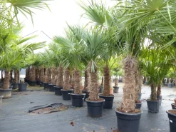 Grünwaren 2 Stück Trachycarpus fortunei, 70 - 100 cm Stamm, 210 - 250 cm Hanfpalme, winterharte Palme bis -18°C Online