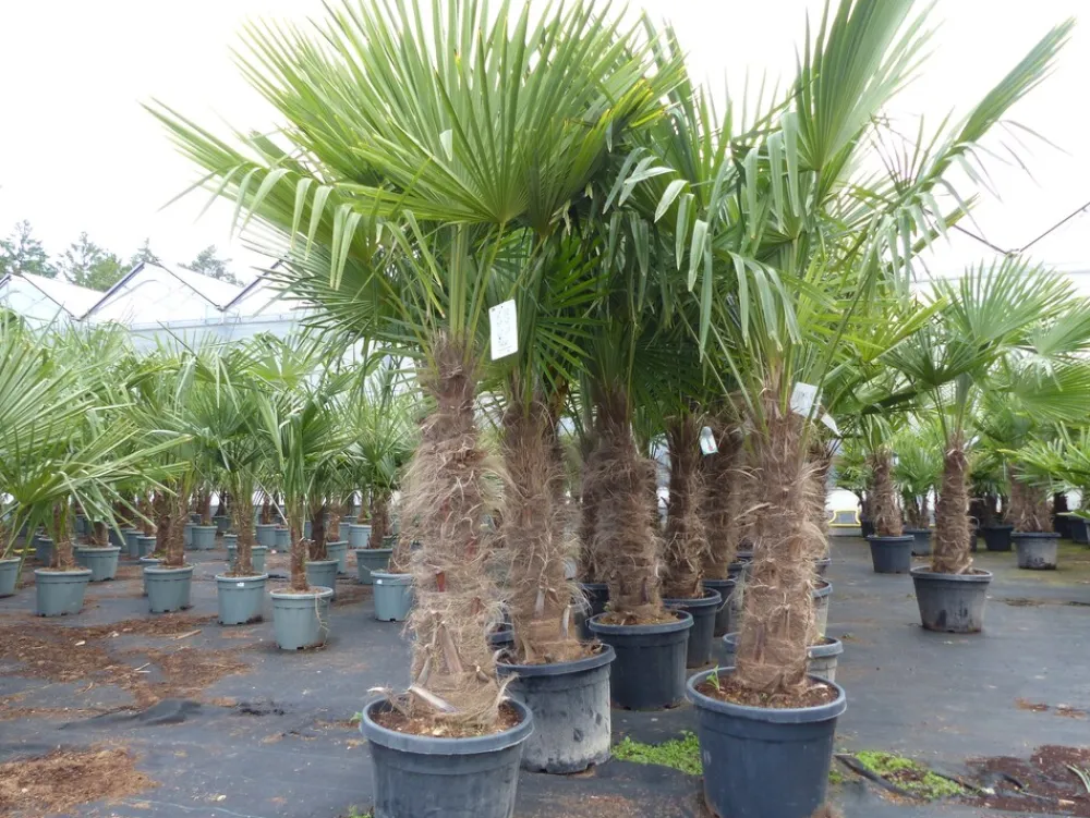 Grünwaren 2 Stück Trachycarpus fortunei, 70 - 100 cm Stamm, 210 - 250 cm Hanfpalme, winterharte Palme bis -18°C Online