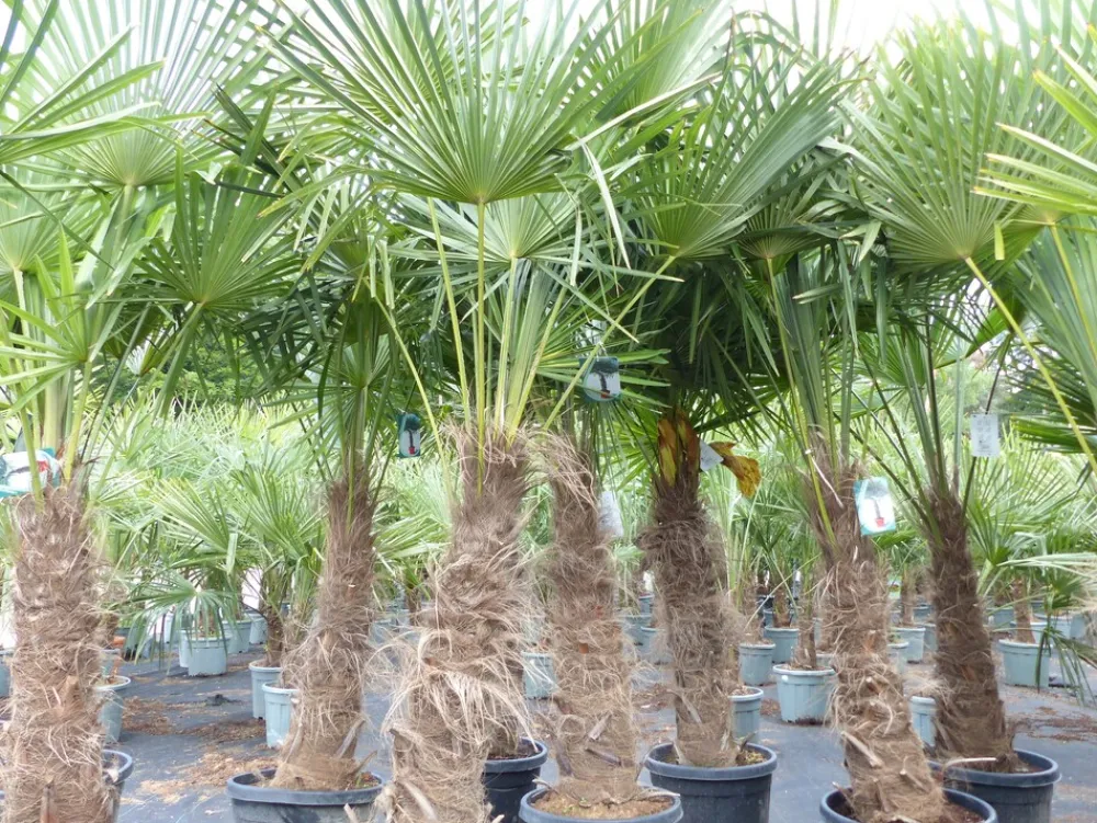 Grünwaren 2 Stück Trachycarpus fortunei, 70 - 100 cm Stamm, 210 - 250 cm Hanfpalme, winterharte Palme bis -18°C Online