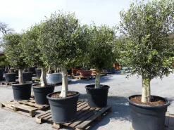 Grünwaren 2 Stück winterharter XL Olivenbaum Premiumqualität 45 Jahre, dicke Stämme, winterhart Clearance
