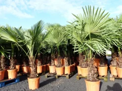 Grünwaren 3 Stück XXL Palme winterhart 200-220 cm Trachycarpus fortunei, Hanfpalme, Top-Qualität Best