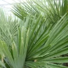 5 Stück XXL Stämme Palme winterhart 190 cm Trachycarpus fortunei, Hanfpalme, Top-Qualität ^ Grünwaren Discount