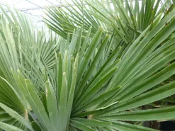5 Stück XXL Stämme Palme winterhart 190 cm Trachycarpus fortunei, Hanfpalme, Top-Qualität ^ Grünwaren Discount