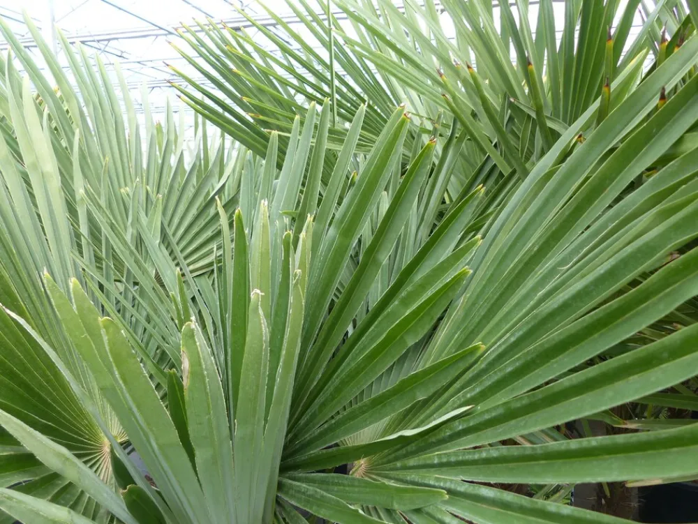 5 Stück XXL Stämme Palme winterhart 190 cm Trachycarpus fortunei, Hanfpalme, Top-Qualität ^ Grünwaren Discount