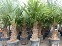 5 Stück XXL Stämme Palme winterhart 190 cm Trachycarpus fortunei, Hanfpalme, Top-Qualität ^ Grünwaren Discount