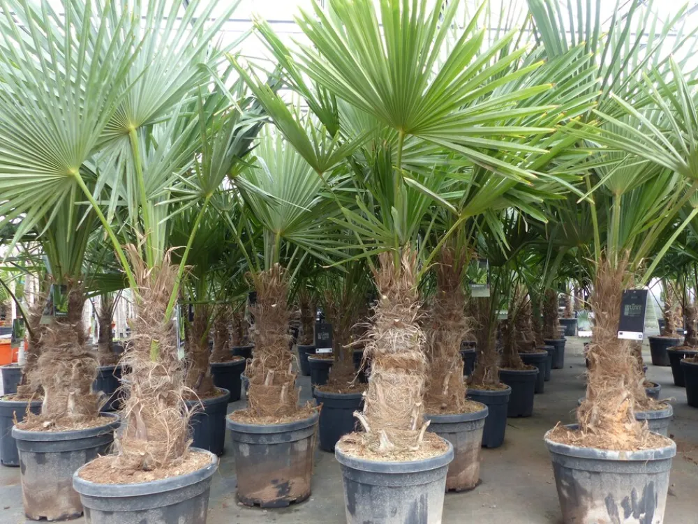 5 Stück XXL Stämme Palme winterhart 190 cm Trachycarpus fortunei, Hanfpalme, Top-Qualität ^ Grünwaren Discount