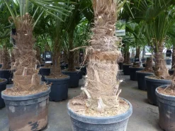 5 Stück XXL Stämme Palme winterhart 190 cm Trachycarpus fortunei, Hanfpalme, Top-Qualität ^ Grünwaren Discount