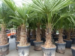 5 Stück XXL Stämme Palme winterhart 190 cm Trachycarpus fortunei, Hanfpalme, Top-Qualität ^ Grünwaren Discount