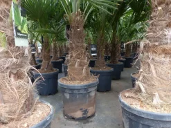 3 Stück XXL Stämme Palme winterhart 180 cm Trachycarpus fortunei, Hanfpalme, Top-Qualität ^ Grünwaren Online