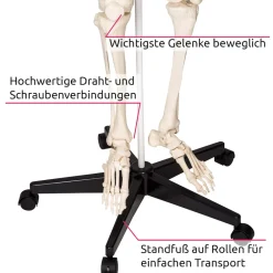 ® Skelett, lebensgroß und detailgetreu, farblich markierte Bereiche, inklusive Anatomieposter ^ TecTake