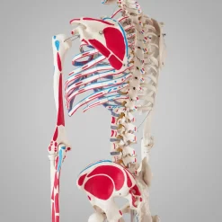 TecTake ® Skelett, lebensgroß und detailgetreu, farblich markierte Bereiche sowie Muskel- und Knochennummerierung, inklusive Anatomieposter Clearance