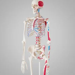 TecTake ® Skelett, lebensgroß und detailgetreu, farblich markierte Bereiche sowie Muskel- und Knochennummerierung, inklusive Anatomieposter Clearance