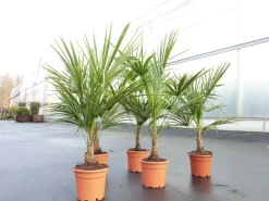 Trachycarpus fortunei 130-160 cm Palme Hanfpalme, winterhart bis -18°C ^ Grünwaren Best