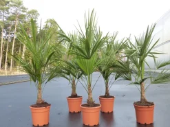 Trachycarpus fortunei 130-160 cm Palme Hanfpalme, winterhart bis -18°C ^ Grünwaren Best