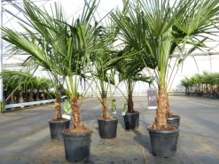 Grünwaren Trachycarpus fortunei 140 - 170 cm Palme Hanfpalme, winterhart bis -18°C Outlet