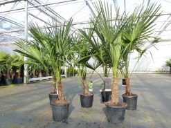 Grünwaren Trachycarpus fortunei 140 - 170 cm Palme Hanfpalme, winterhart bis -18°C Outlet