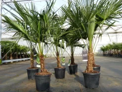 Trachycarpus fortunei 130 - 150 cm Palme Hanfpalme, winterhart bis -18°C ^ Grünwaren Best