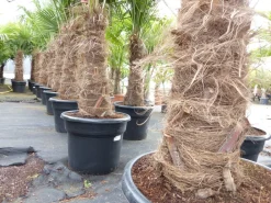 Grünwaren Trachycarpus fortunei, 70 - 100 cm Stamm, 210 - 250 cm Hanfpalme, winterharte Palme bis -18°C Clearance