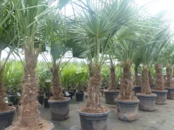 Trachycarpus fortunei dicker Stamme, 170 - 200 cm hohe Hanfpalme, winterharte Palme bis -18°C ^ Grünwaren