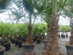 Trachycarpus fortunei dicker Stamme, 170 - 200 cm hohe Hanfpalme, winterharte Palme bis -18°C ^ Grünwaren