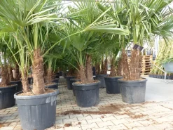 Trachycarpus Fortunei Gruppe mehrstämmig Palme, winterhart 220 - 260 cm Palmengruppe 3 - 5 Stämme ^ Grünwaren Sale