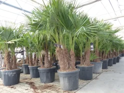 Trachycarpus Fortunei Gruppe mehrstämmig Palme, winterhart 220 - 260 cm Palmengruppe 3 - 5 Stämme ^ Grünwaren Sale