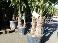 Grünwaren Trachycarpus fortunei Gruppe 150 - 170 cm Palme Hanfpalme, winterhart bis -18°C Clearance