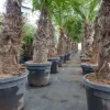 Grünwaren Trachycarpus fortunei XXL dicke Stämme 200 cm Hanfpalme, winterharte Palme bis -18°C Online