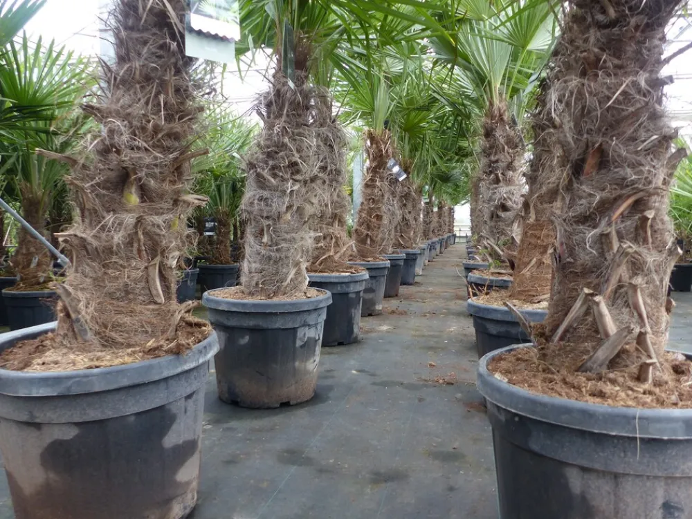 Grünwaren Trachycarpus fortunei XXL dicke Stämme 200 cm Hanfpalme, winterharte Palme bis -18°C Online