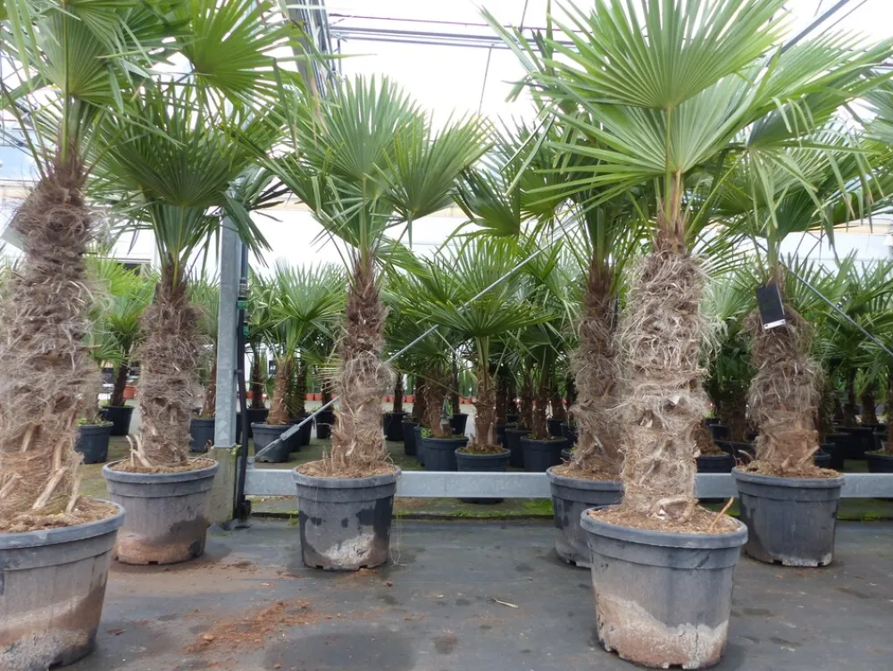 Grünwaren Trachycarpus fortunei XXL dicke Stämme 200 cm Hanfpalme, winterharte Palme bis -18°C Online