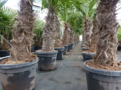 Grünwaren Trachycarpus fortunei XXL dicke Stämme 200 cm Hanfpalme, winterharte Palme bis -18°C Online