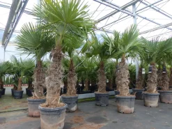Grünwaren Trachycarpus fortunei XXL dicke Stämme 200 cm Hanfpalme, winterharte Palme bis -18°C Online
