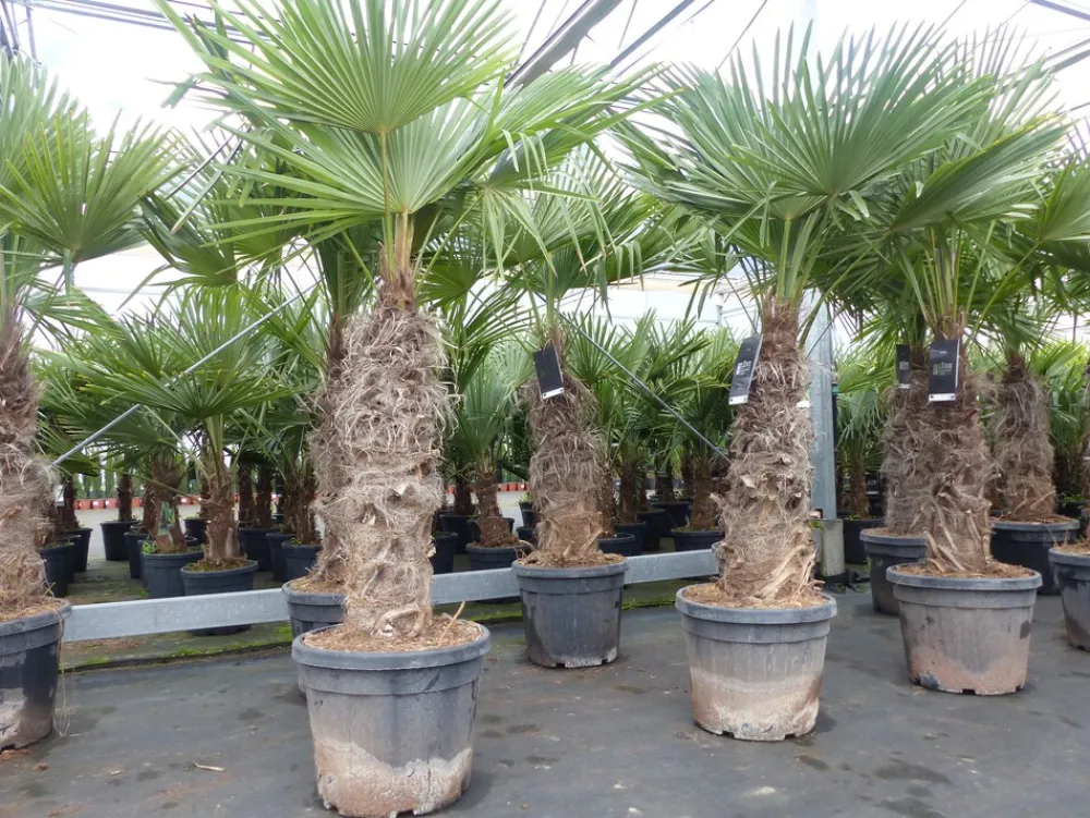 Grünwaren Trachycarpus fortunei XXL dicke Stämme 200 cm Hanfpalme, winterharte Palme bis -18°C Online