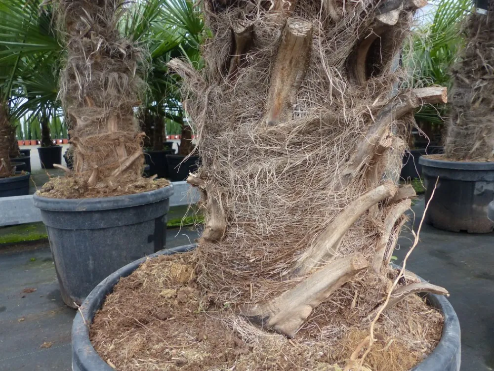 Grünwaren Trachycarpus fortunei XXL dicke Stämme 200 cm Hanfpalme, winterharte Palme bis -18°C Online