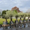 uriger, alter Olivenbaum, knorrige Olive 100 Jahre, winterhart ^ Grünwaren Online
