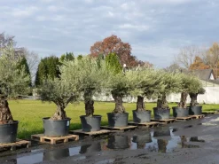 uriger, alter Olivenbaum, knorrige Olive 100 Jahre, winterhart ^ Grünwaren Online