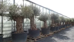 uriger, alter Olivenbaum, knorrige Olive 100 Jahre, winterhart ^ Grünwaren Online