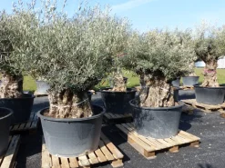 uriger, alter Olivenbaum, knorrige Olive 100 Jahre, winterhart ^ Grünwaren Online