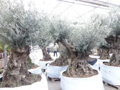 uriger, alter Olivenbaum, knorrige Olive 100 Jahre, winterhart ^ Grünwaren Online