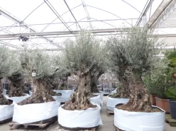 uriger, alter Olivenbaum, knorrige Olive 100 Jahre, winterhart ^ Grünwaren Online