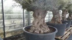 uriger, alter Olivenbaum, knorrige Olive 100 Jahre, winterhart ^ Grünwaren Online