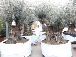 uriger, alter Olivenbaum, knorrige Olive 100 Jahre, winterhart ^ Grünwaren Online