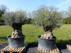 uriger, alter Olivenbaum, knorrige Olive 100 Jahre, winterhart ^ Grünwaren Online