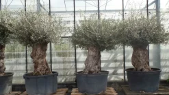 uriger, alter Olivenbaum, knorrige Olive 100 Jahre, winterhart ^ Grünwaren Online