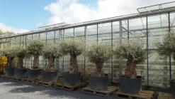 uriger, alter Olivenbaum, knorrige Olive 100 Jahre, winterhart ^ Grünwaren Online