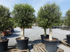 Grünwaren winterharter XL Olivenbaum Premiumqualität 45 Jahre, dicke Stämme, winterhart Discount