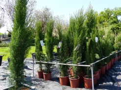 6x Mittelmeerzypresse 160 cm Säulen Toskana Zypressen Zypresse Cupressus Semper. ^ Grünwaren Hot