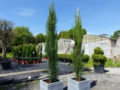 Grünwaren 3x Mittelmeerzypresse 140-160 cm Säulen Toskana Zypressen Zypresse Cupressus Semper Best