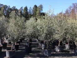 Grünwaren 8x Olivenbaum Olive "20 Jahre" 180 - 220 cm, beste Qualität, Stammumfang 20 - 30 cm, winterhart, Olea Europaea Clearance