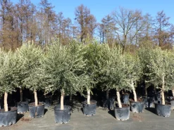 6x Olivenbaum Olive "20 Jahre" 180 - 220 cm, beste Qualität, Stammumfang 20 - 30 cm, winterhart, Olea Europaea ^ Grünwaren New